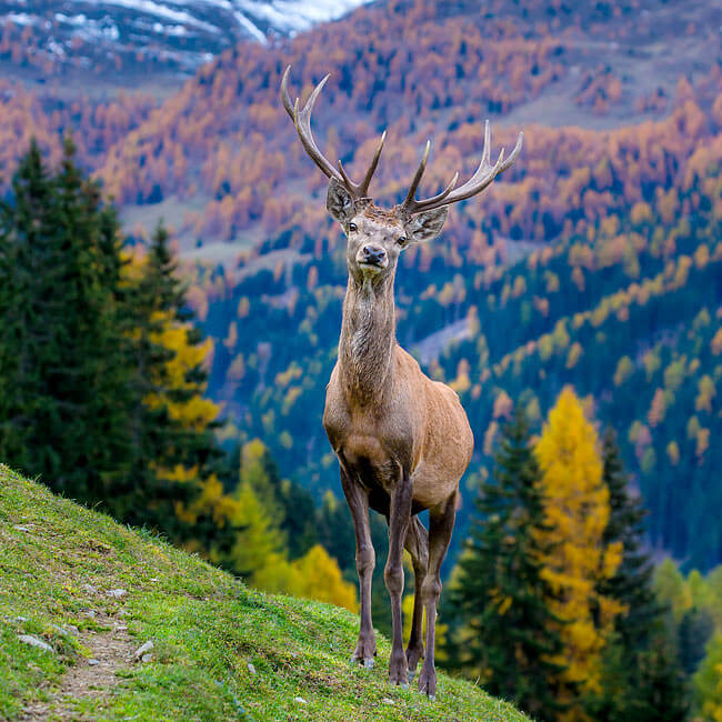 Switzerland wildlife